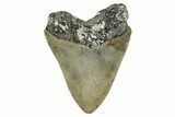 Fossil Megalodon Tooth - North Carolina #340866-1